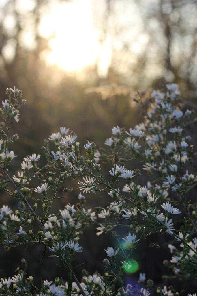 Foto på vita små blommor utomhus i motljus.